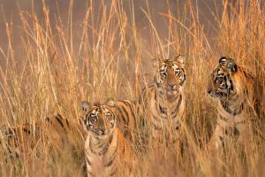 Four Tigresses