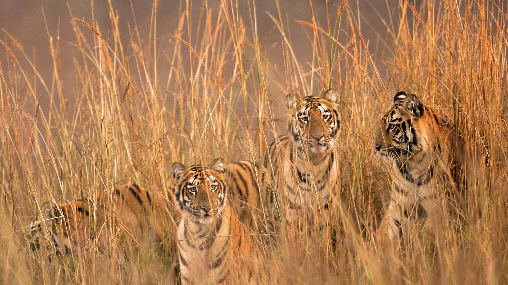 Four Tigresses