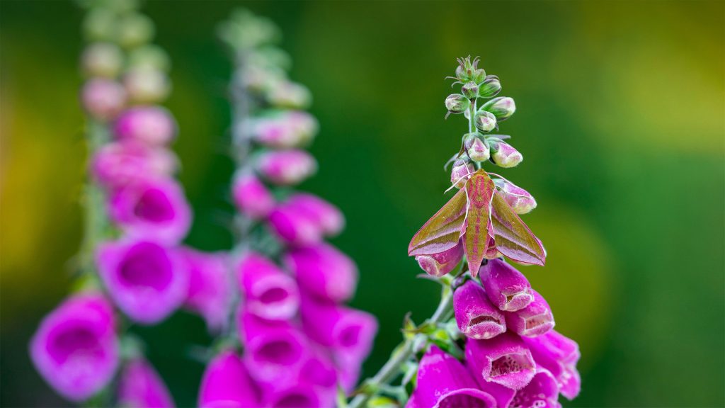 Foxglove Hawkmoth