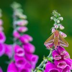 Foxglove Hawkmoth