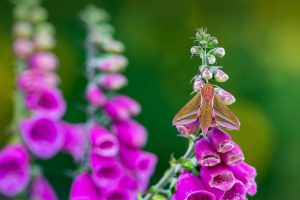 Foxglove Hawkmoth