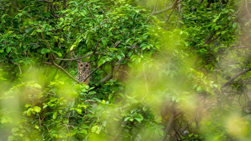 Indian Eagle Owl