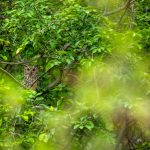 Indian Eagle Owl