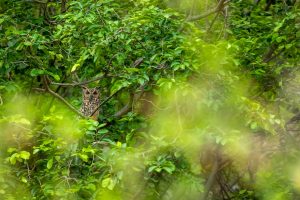 Indian Eagle Owl