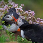 Kissing Puffins