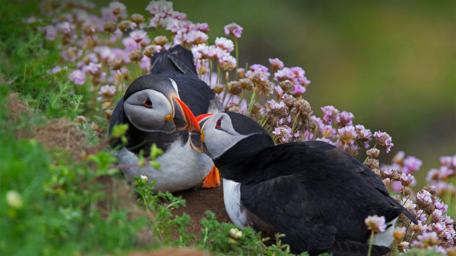 Алексеев вместе с птицами. Атлантический тупик. Обои на ПК. Puffins Live on the Scottish Islands. Staffa Island Scotland Puffins.