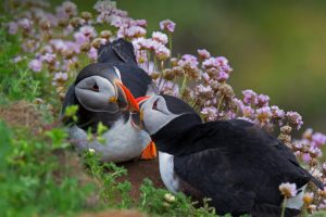 Kissing Puffins