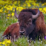 Yellowstone Bison