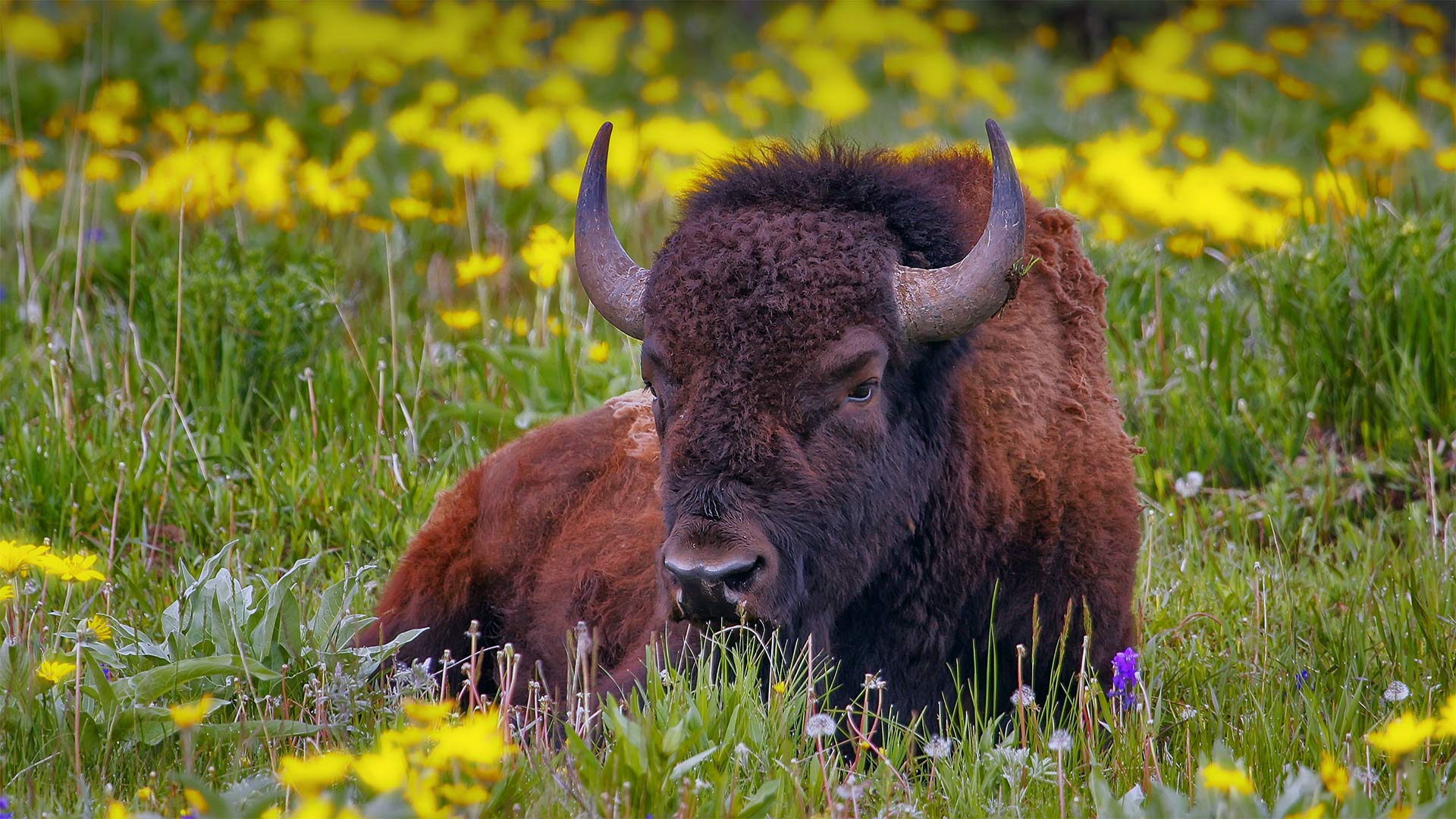 Yellowstone Bison