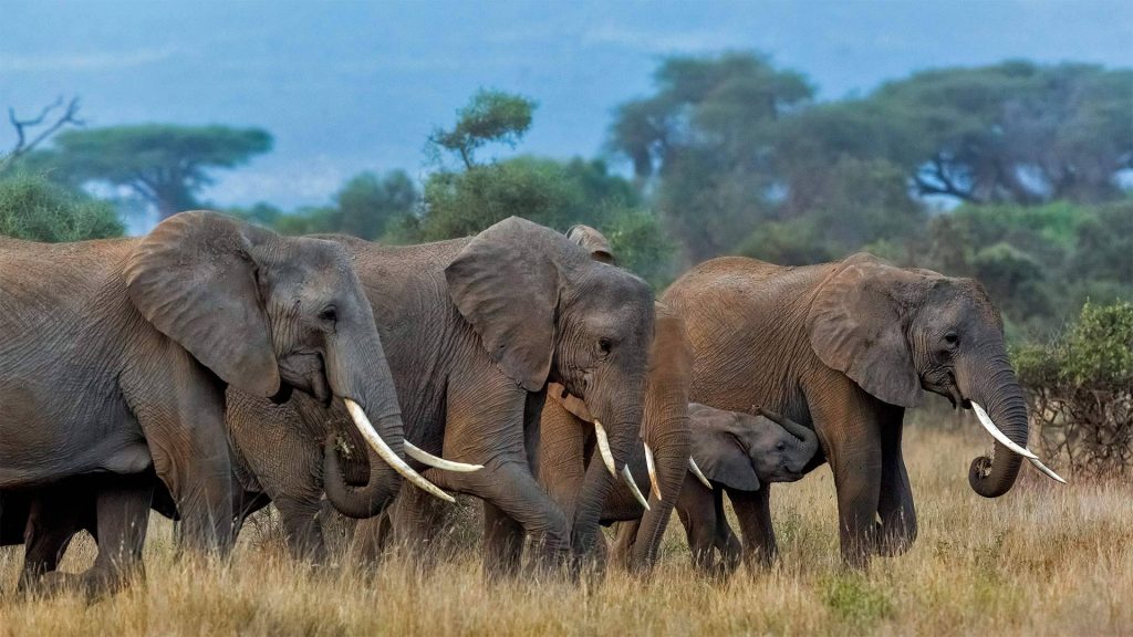 Amboseli Elephants