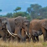 Amboseli Elephants