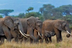 Amboseli Elephants