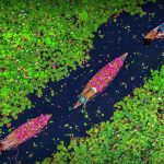 Bangladesh Water Lilies