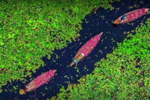 Bangladesh Water Lilies