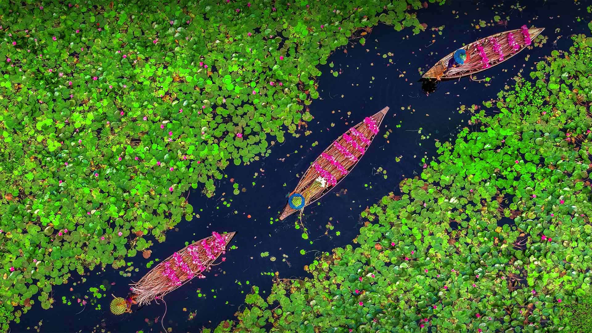 Bangladesh Water Lilies