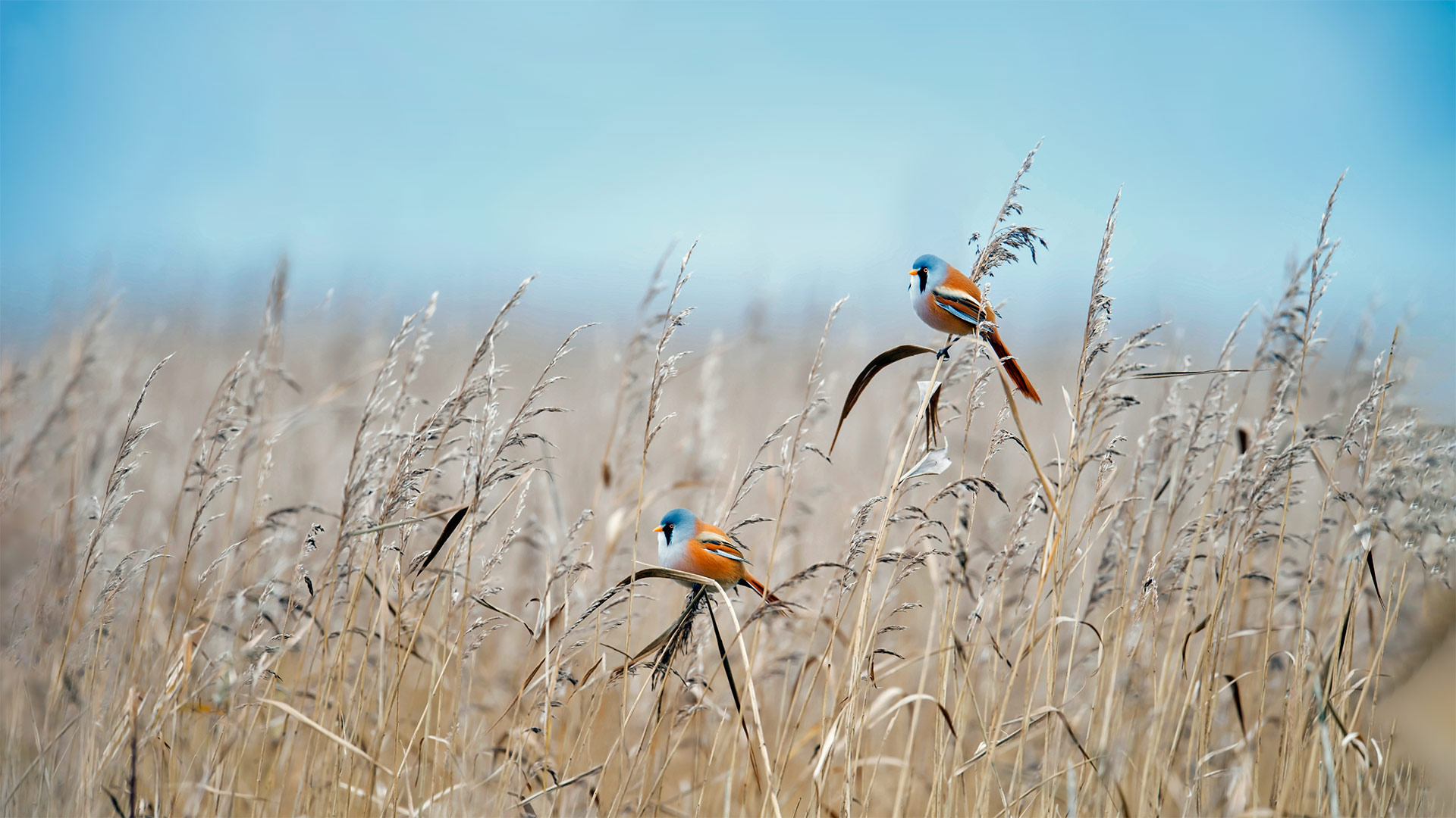 Bearded Tit