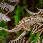 Panther Chameleon