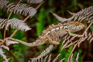 Panther Chameleon