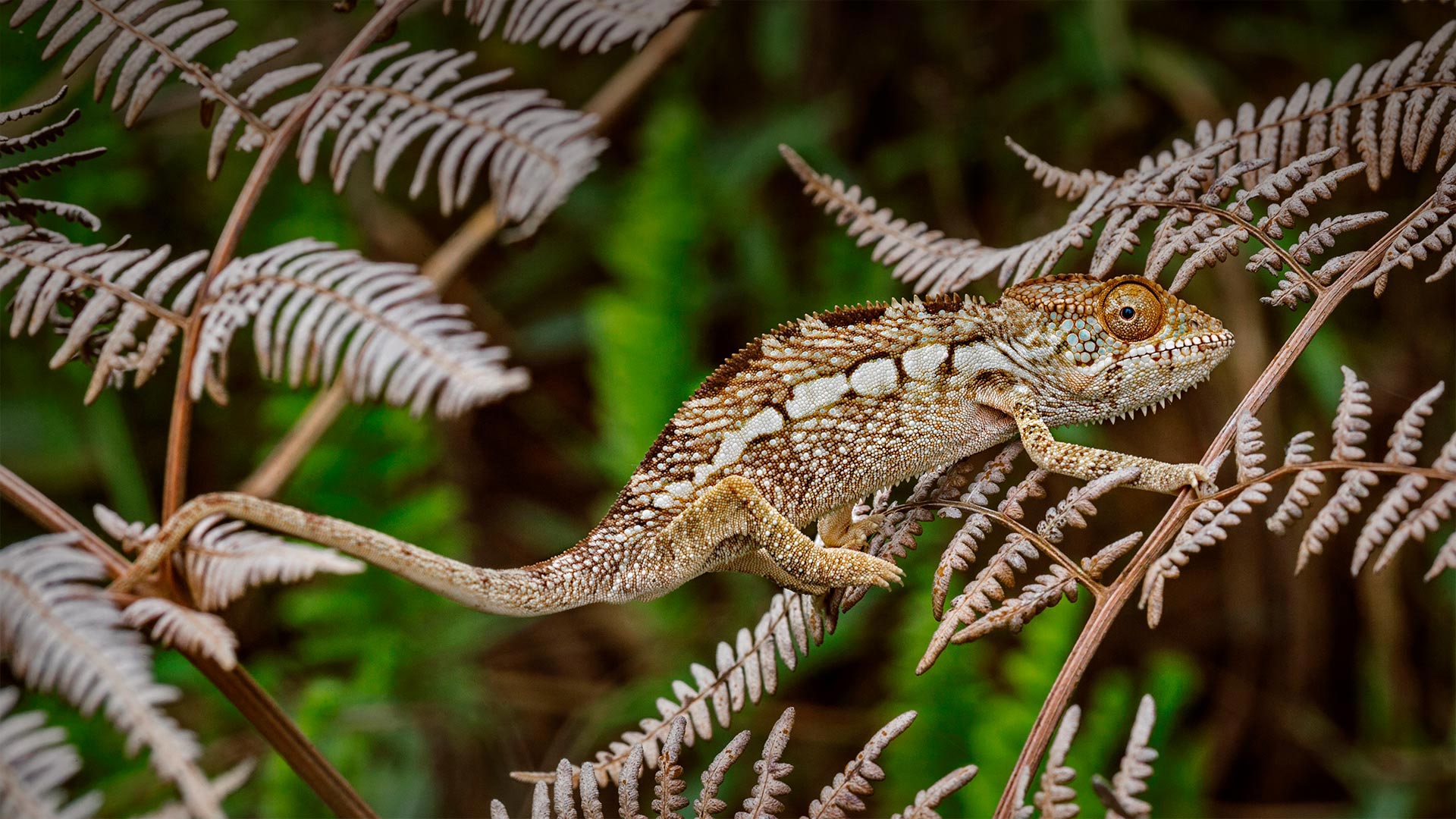 Panther Chameleon