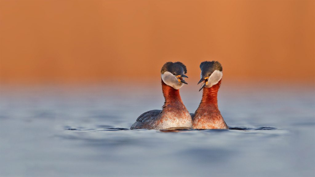 Rednecked Grebe