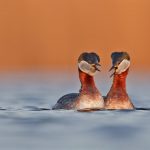 Rednecked Grebe