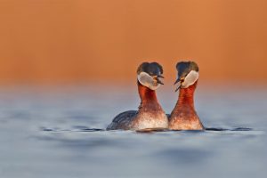 Rednecked Grebe