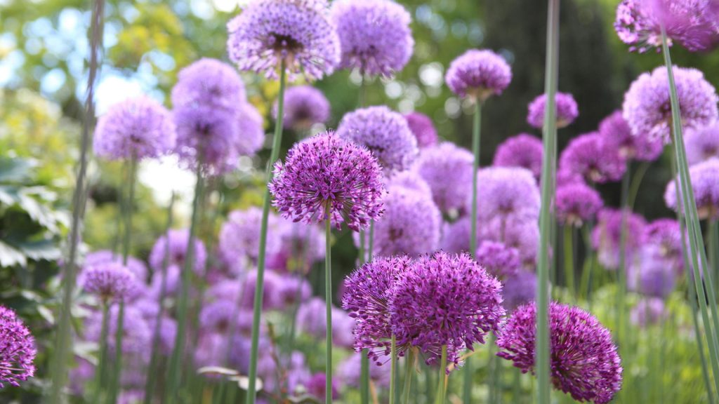 Riesenlauch Allium