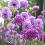 Riesenlauch Allium