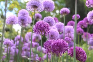 Riesenlauch Allium