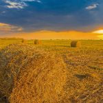 Wheat Field