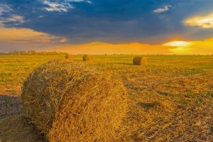 Wheat Field