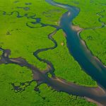 Amazon Mangroves