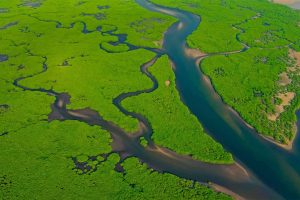 Amazon Mangroves