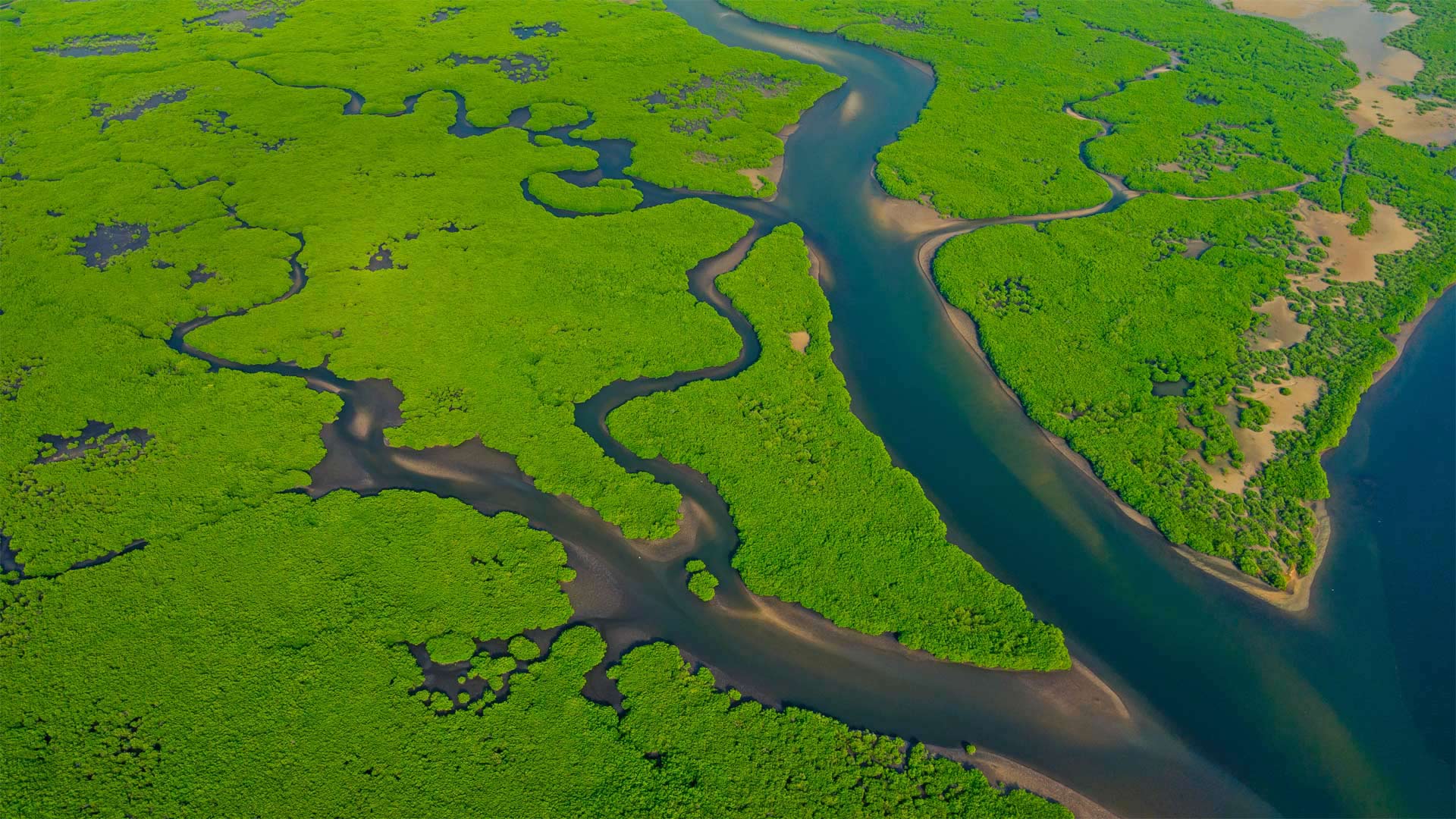 Amazon Mangroves