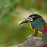 Aracari