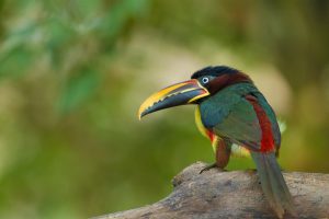 Aracari