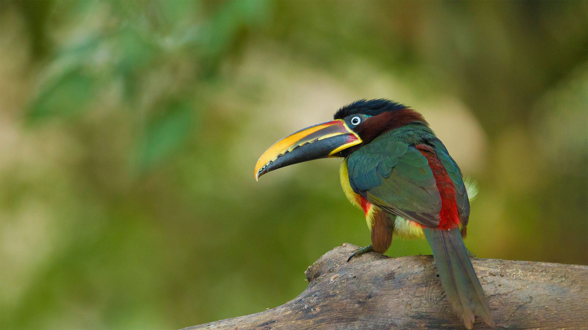 Aracari