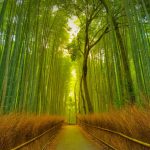 Arashiyama Bamboo