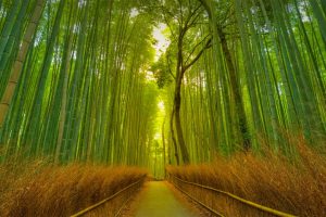 Arashiyama Bamboo