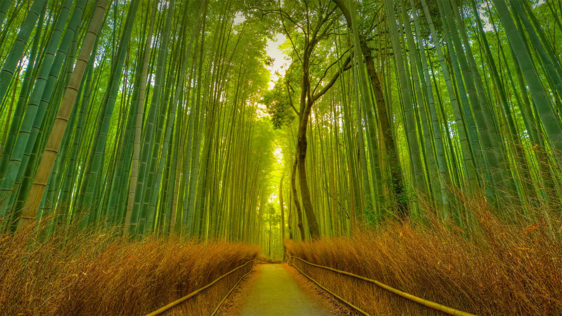 Arashiyama Bamboo