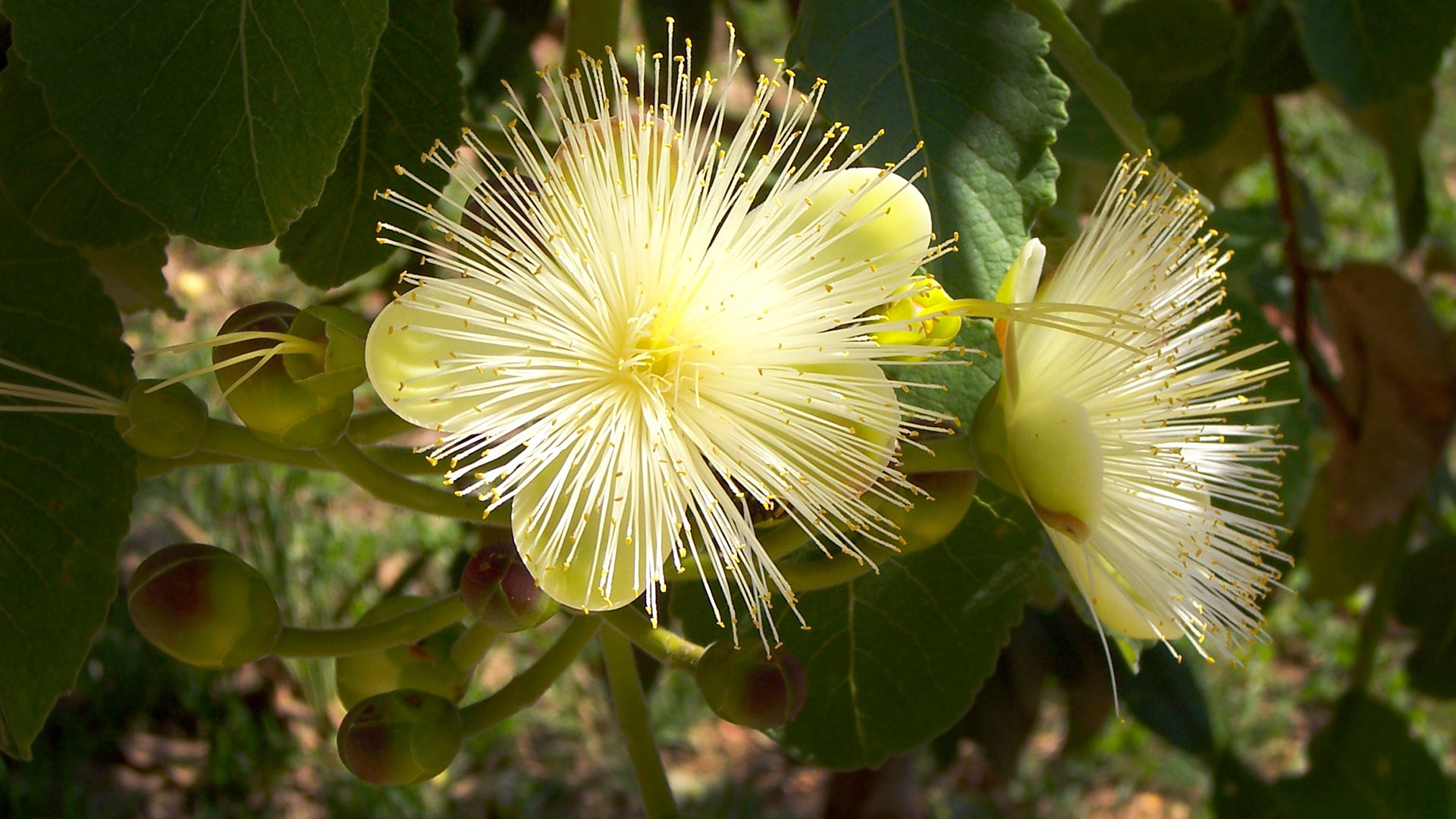 Dia Cerrado