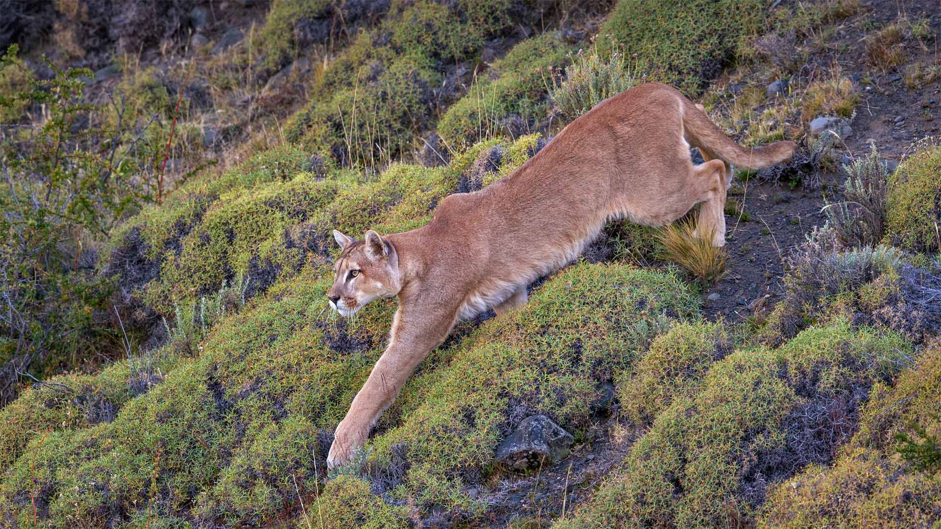 Piane Puma