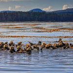 Sitka Otters