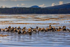 Sitka Otters