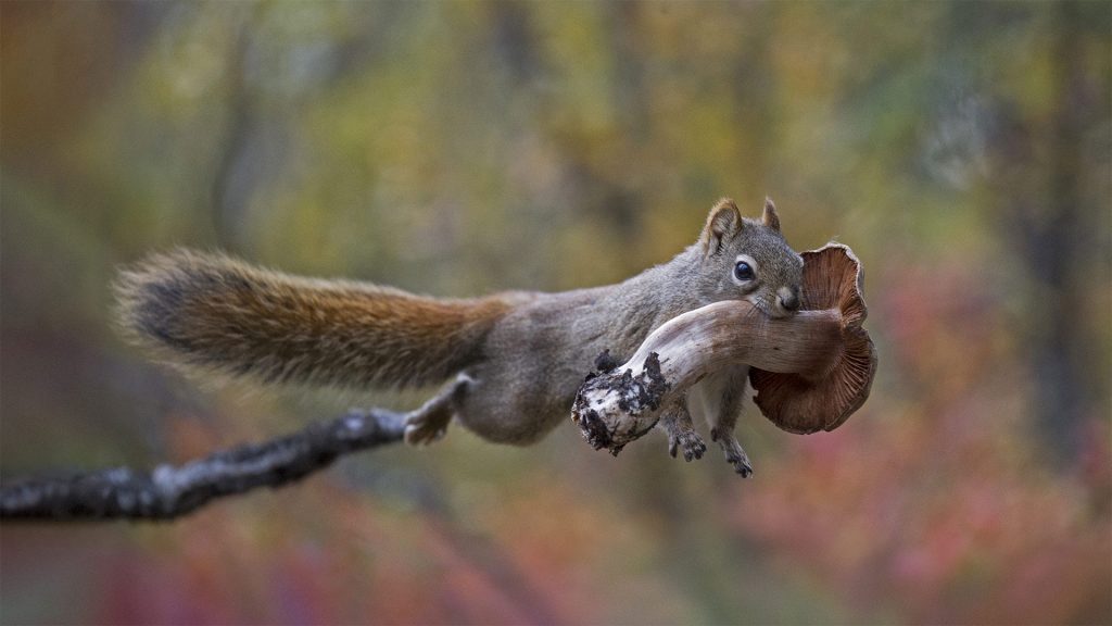 Squirrel Mushroom