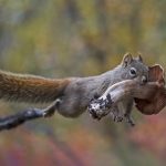 Squirrel Mushroom