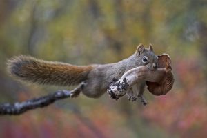 Squirrel Mushroom