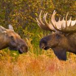 Alaska Moose