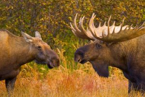 Alaska Moose