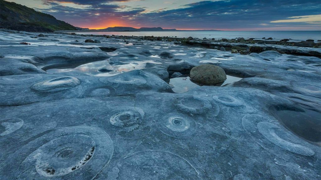 Ammonite Graveyard